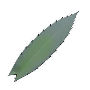 AgaveLeaves